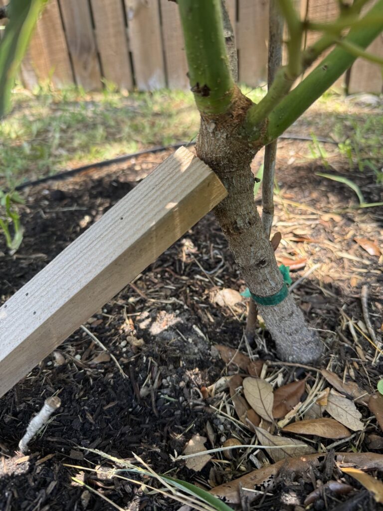 HAS Avocado Tree