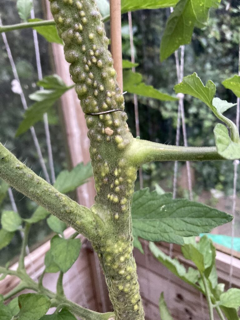 What’s wrong with my mum’s tomato plant