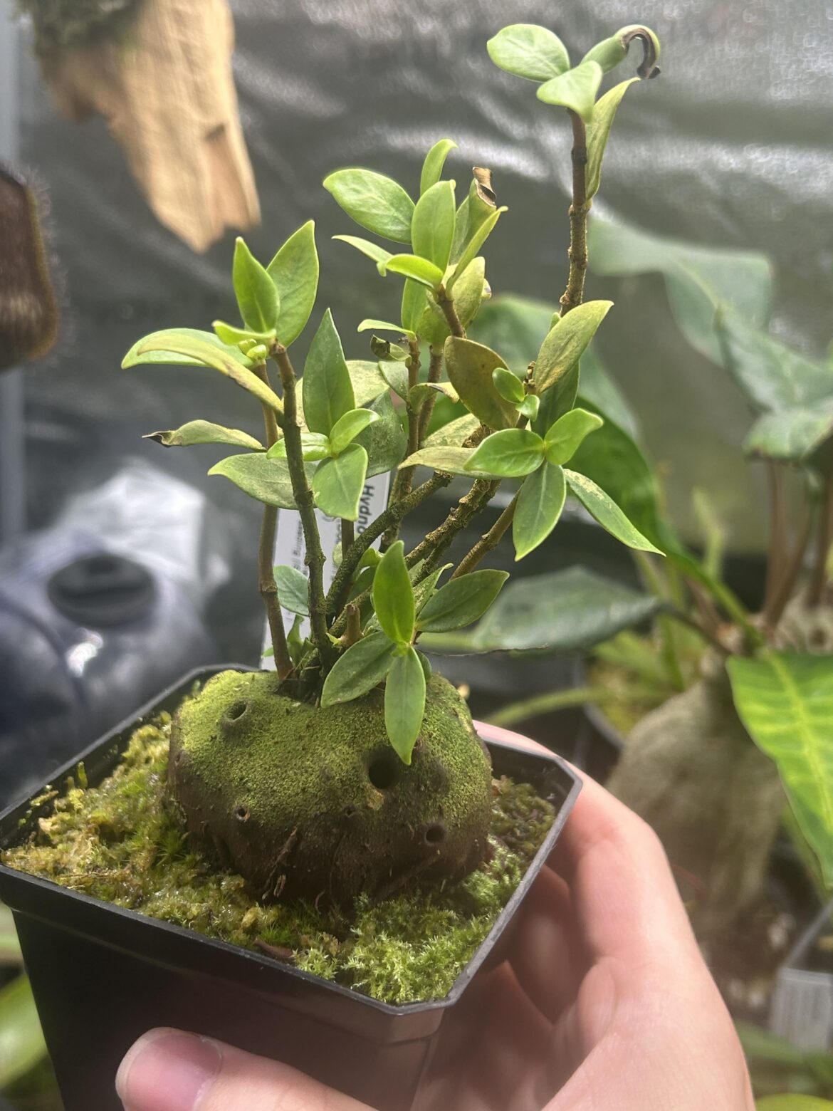 Ant plants are simply otherworldly, Hydnophytum spec. doorman’s top