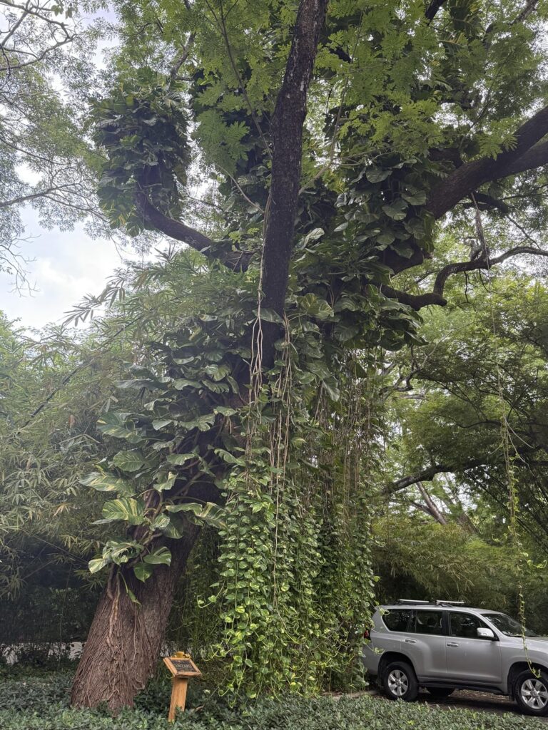 Great visual of the difference in size between climbing and trailing golden pothos Great visual of the difference in size between climbing and trailing golden pothos