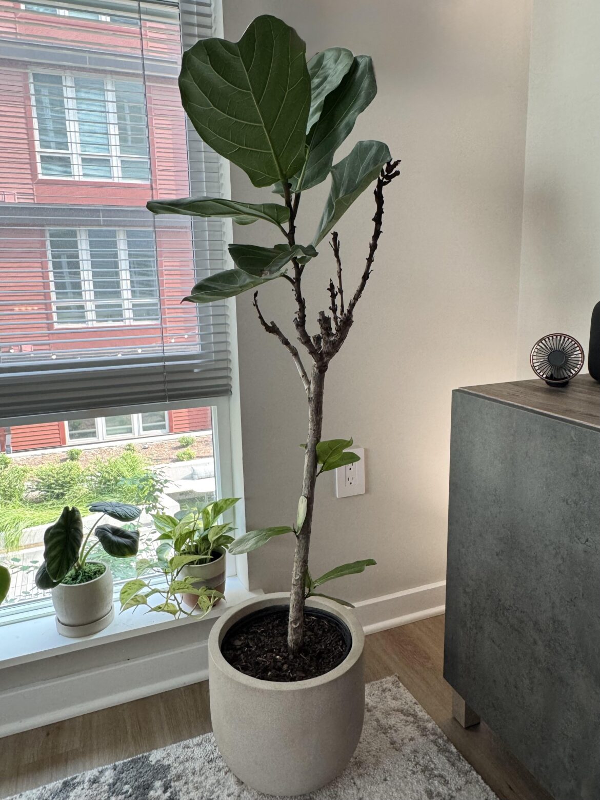 Help! First fiddle leaf owner. What to do with top fallen leaves and branches