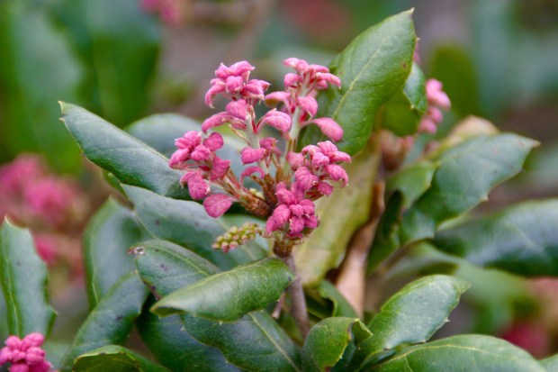 Torrey's scrub oak (Quercus acutidens). This small evergreen tree, growing...