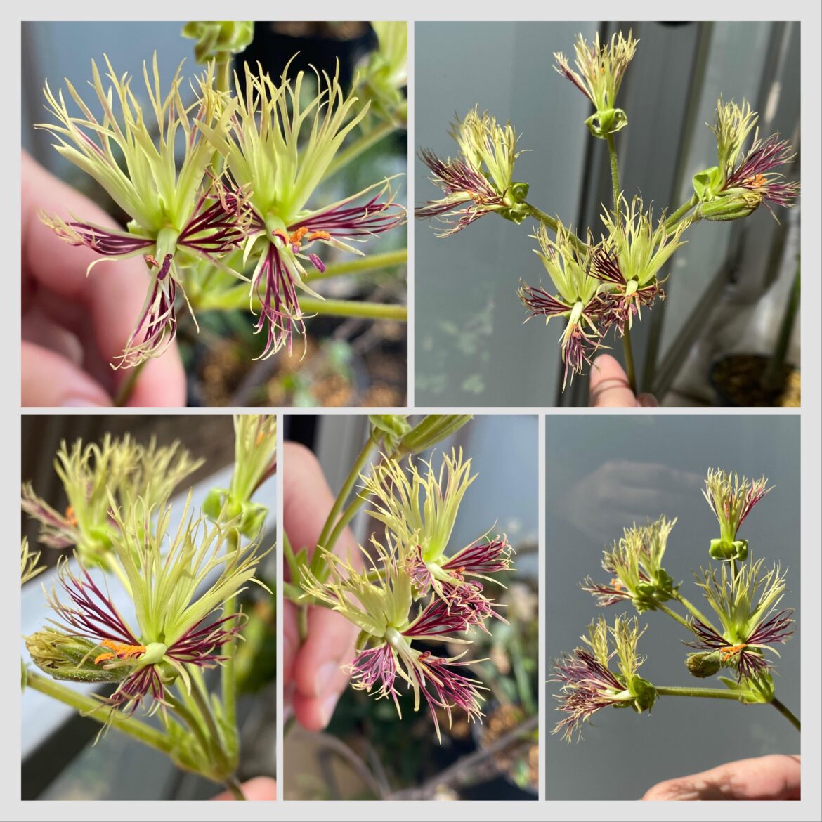 Finally, my Pelargonium schizopetalum has successfully bloomed. It is a summer grower unlike most Pelargoniums, and is evergreen outdoors here in Tokyo.
