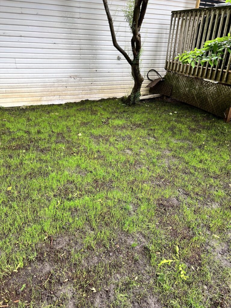 When to mow? When to mow?