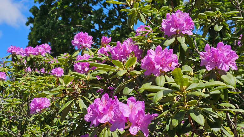 Closeup of pink rhododendrons blooms