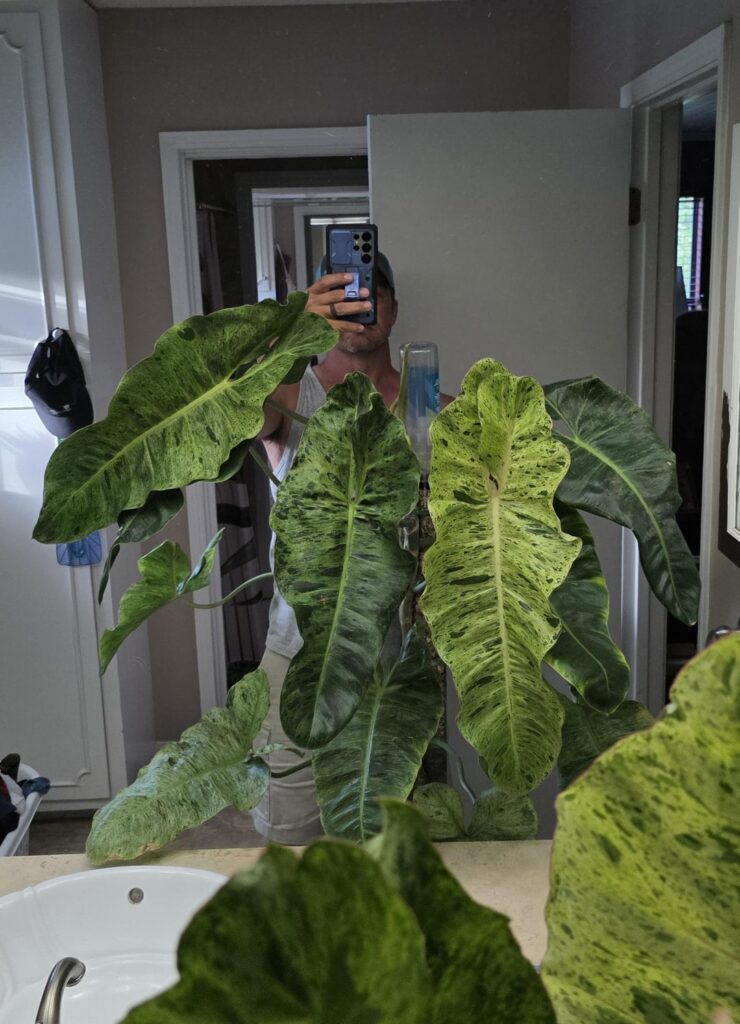 Paraiso Verde, Baltic Blue, and Golden Pothos