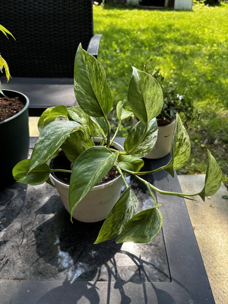 Just repotted my Queen Marble Pothos