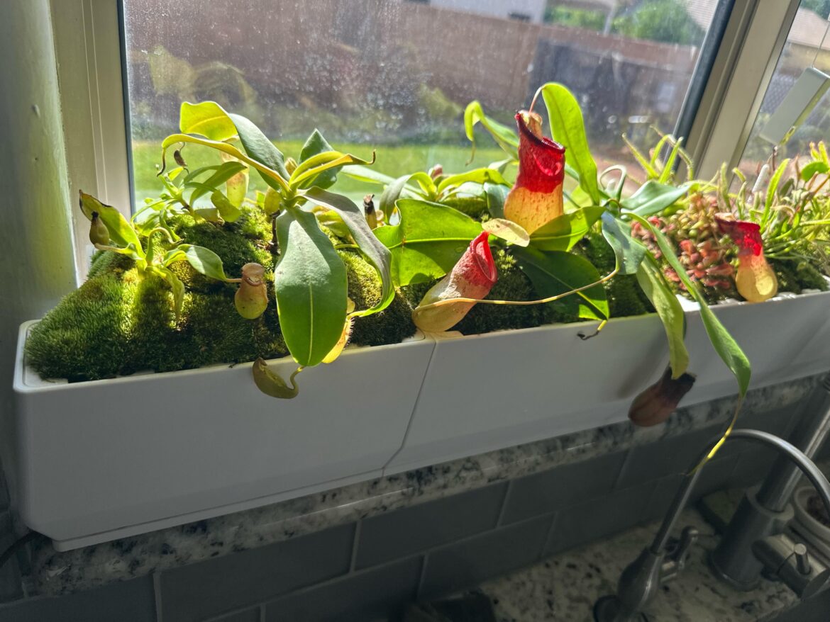 Did some moss caps