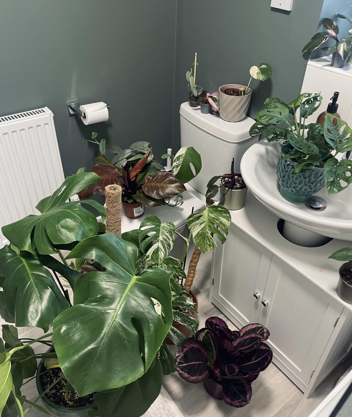 Does anyone take some of their houseplants in the bathroom whilst they have a shower? Or am I the weird one