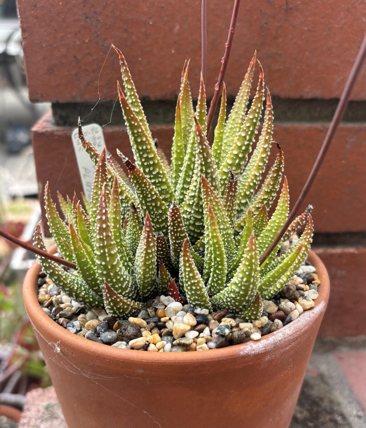 H. attenuata fma britteniae, Plutovale