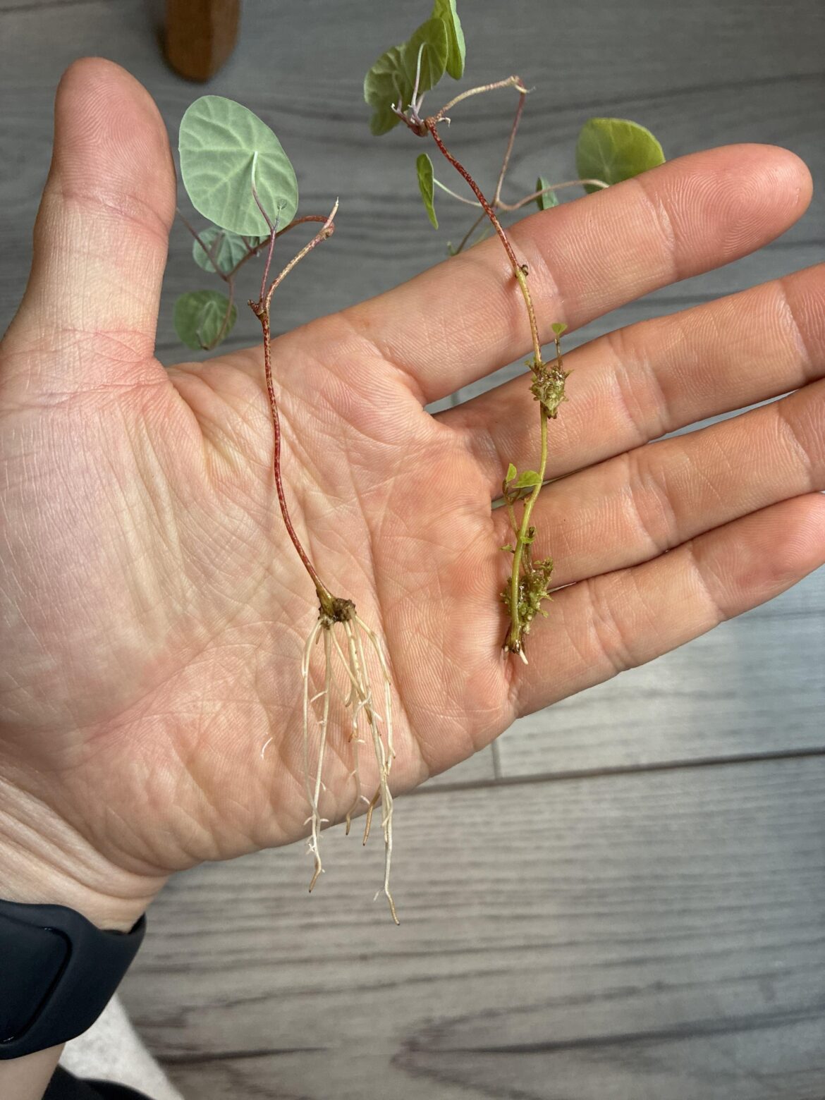 Stephania erecta propagation update