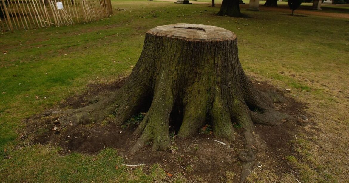 Warning issued to anyone with a tree stump in garden