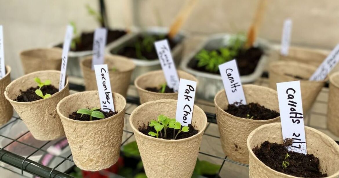 UK households urged to grow one veg in their kitchens - requires 'minimal effort'