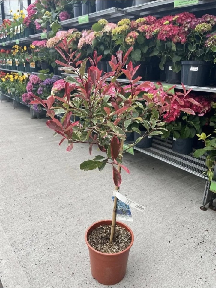 Fast-growing plant in a pot.