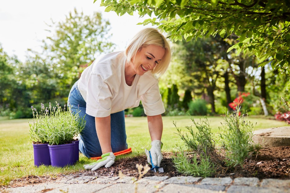 Mature woman planting lavender in the garden