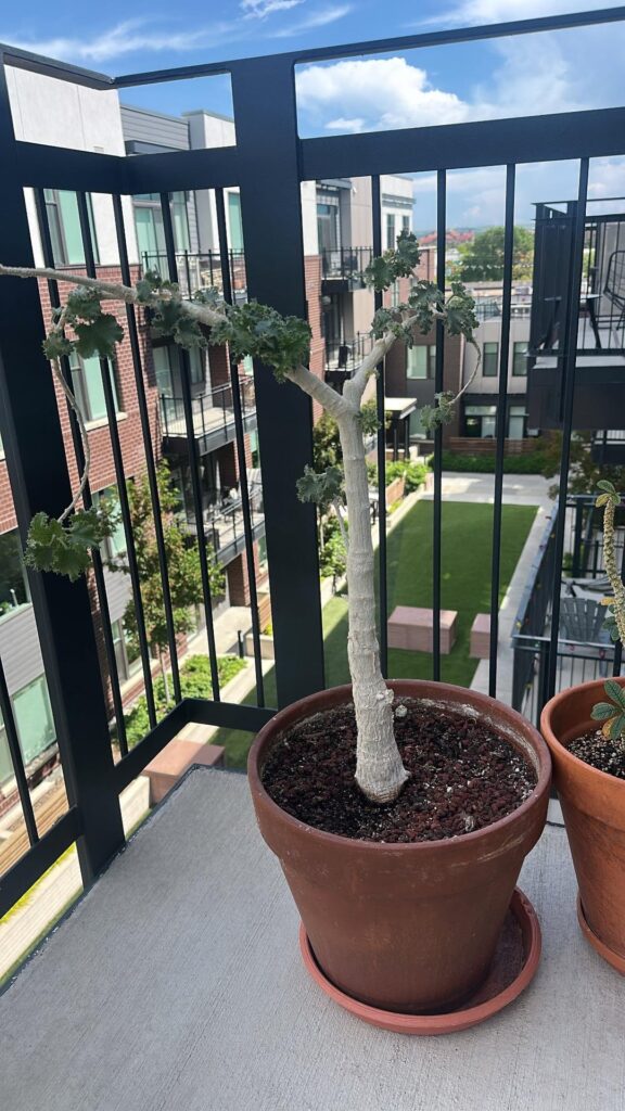 Dendrosicyos socotrana and Dorstenia gigas, out for the summer ☀️