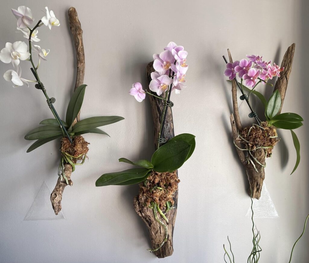 How much would you pay for a mounted plant?