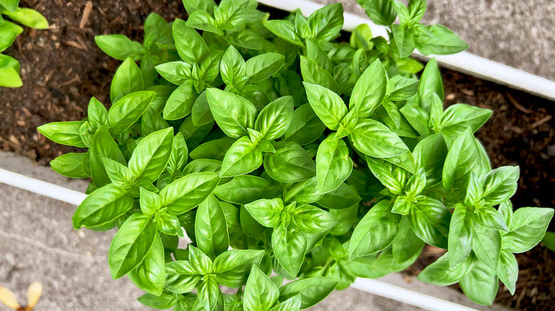 A healthy basil plant growing in a long container