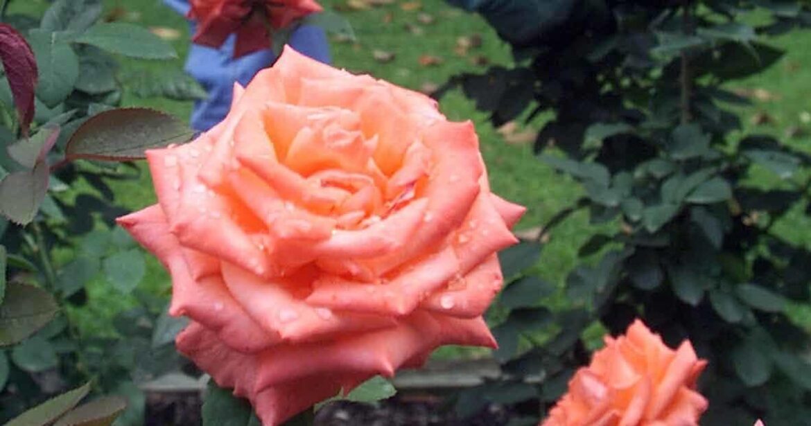 Here's what you should be doing now to help roses thrive | Home/Garden