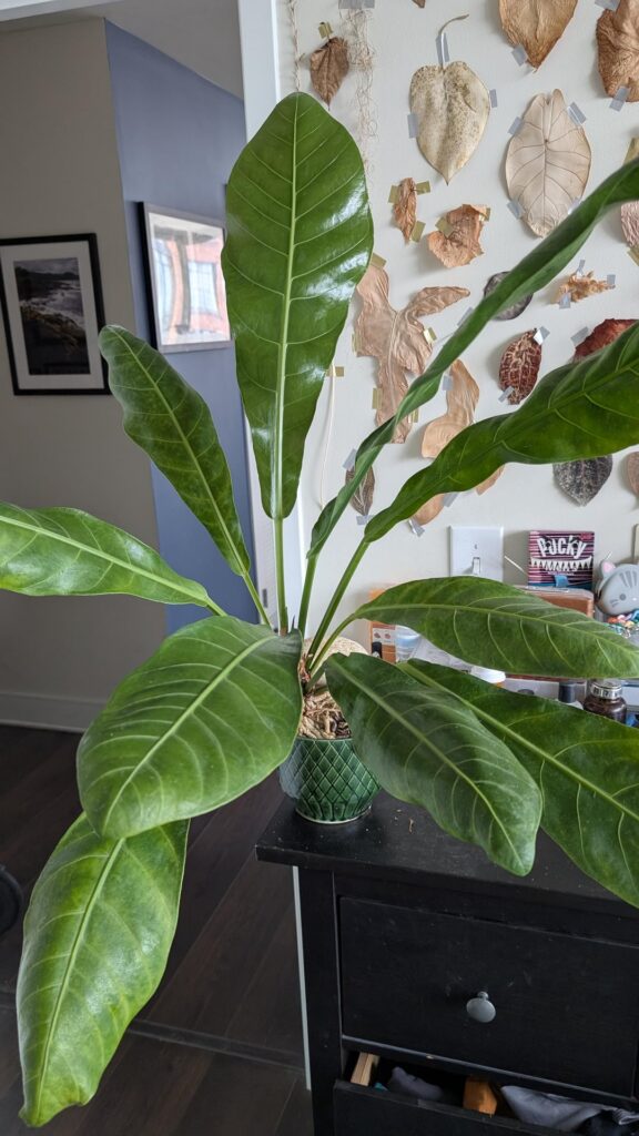 My mystery Anthurium grown from pilfered seed continues to get bigger and bigger