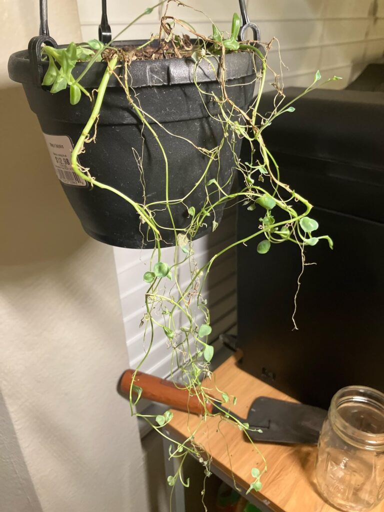 Why does my string of dolphins hate me? Why does my string of dolphins hate me?
