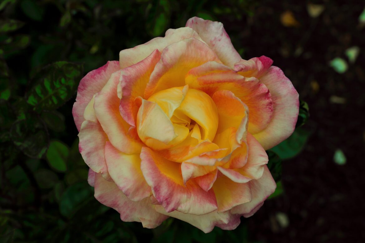 Hybrid Tea Rose 'Love and Peace'🥰 [OC]