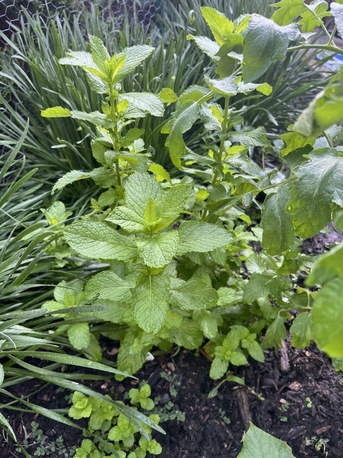 Is Mint a good no lawn option?