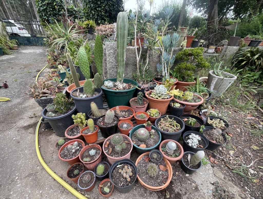 I just realized I’m obsessed with my plants