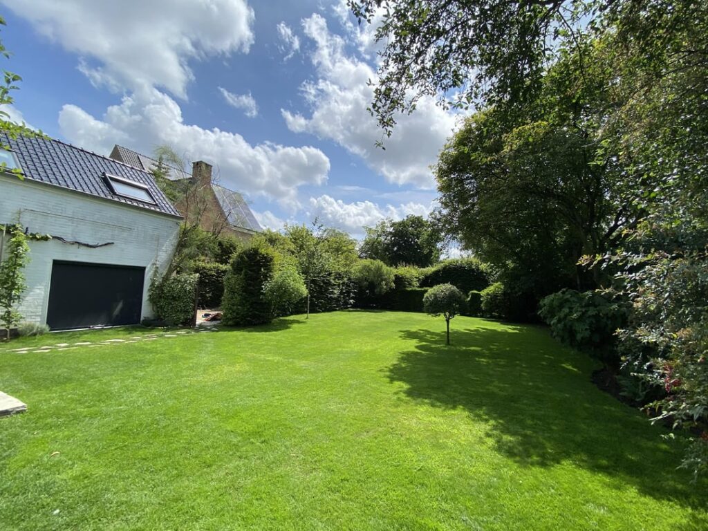 Which tree is ideal for giving shade to lawn