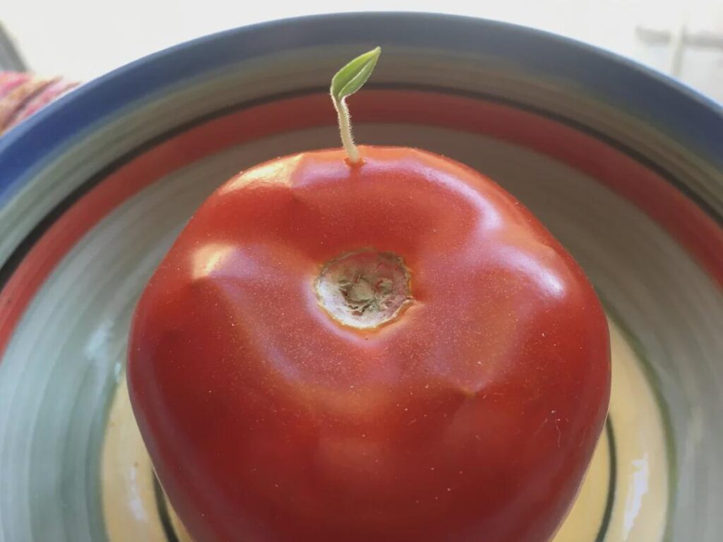 Tomato has been lying neglected on my countertop for weeks, guess some conditions were ideal for the seeds inside to sprout. Looks weird but kind of cool.