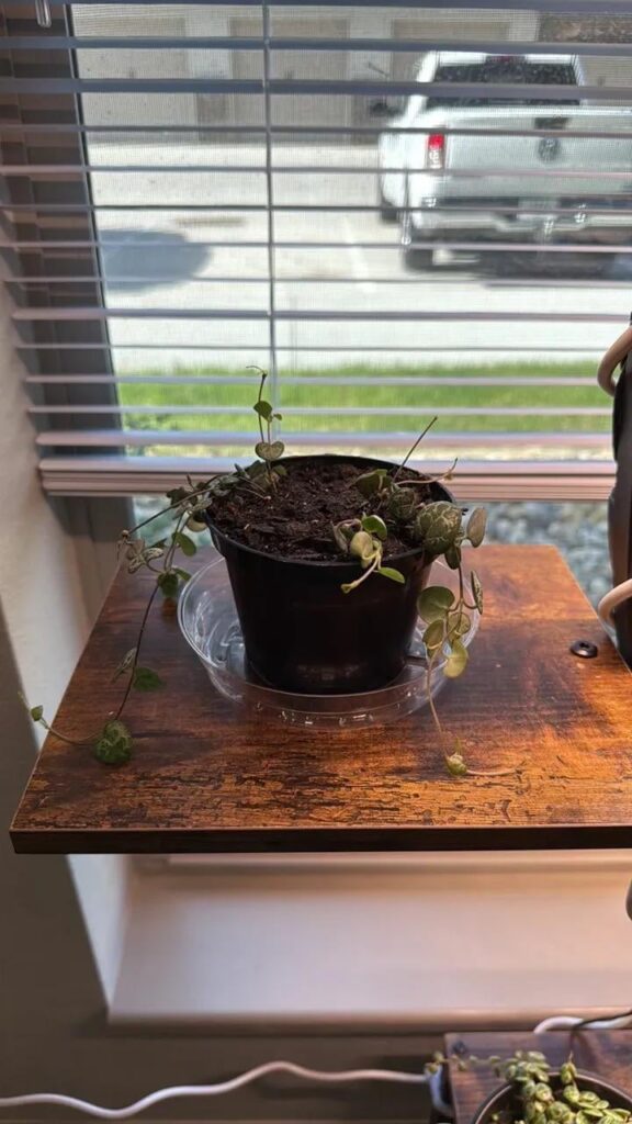 Should I propagate?