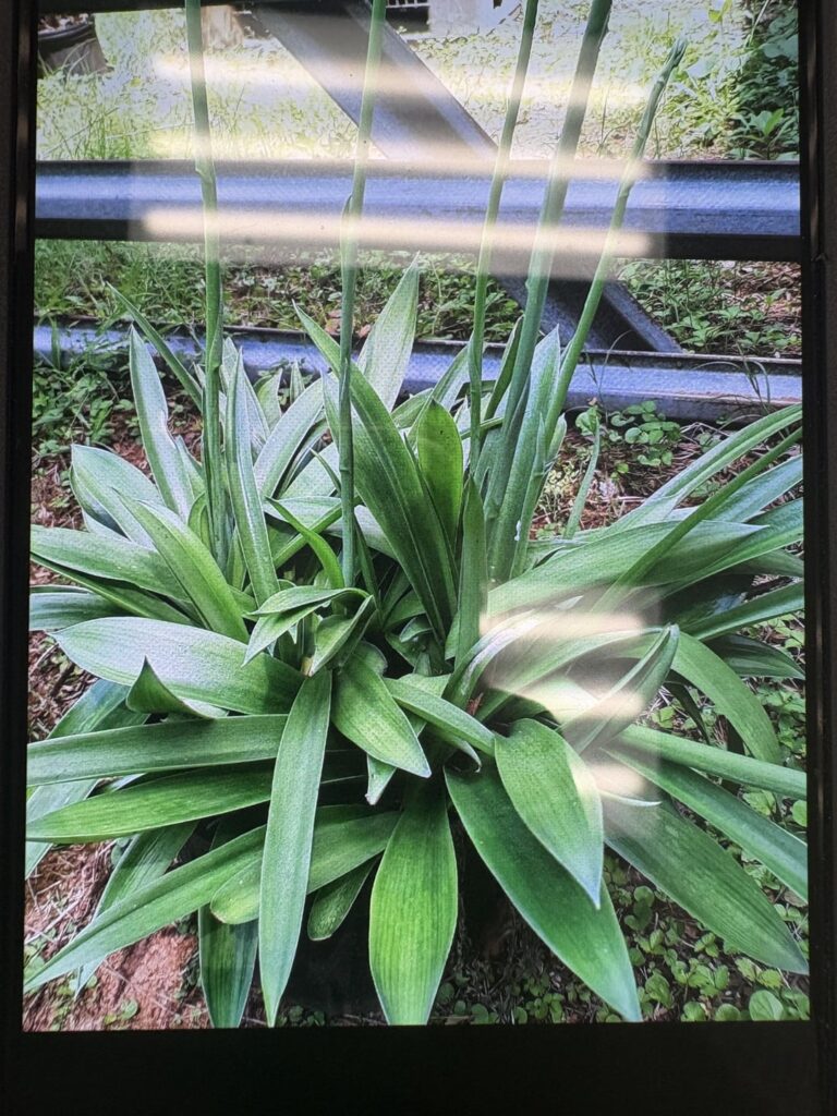Plant ID Request