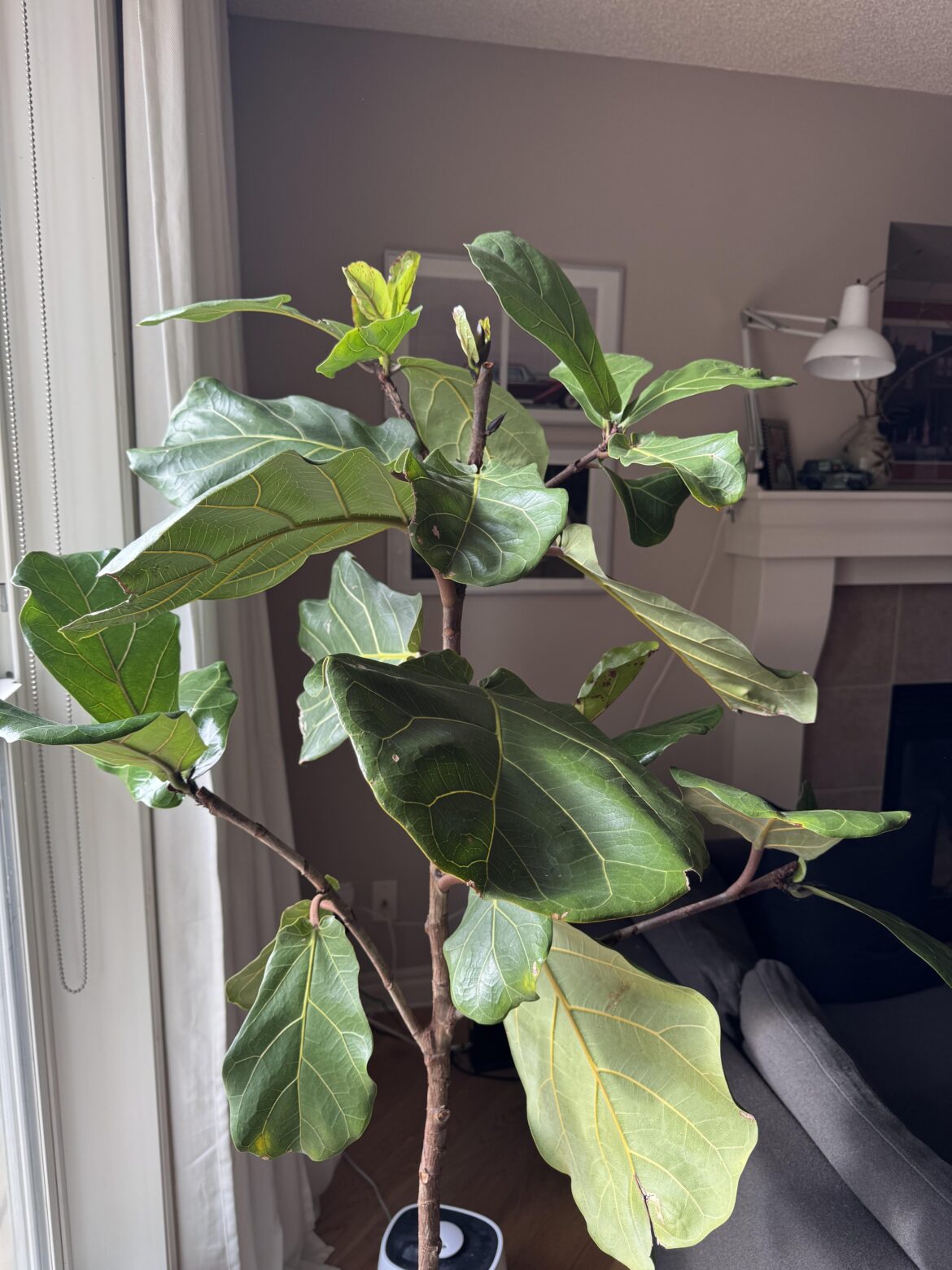 Exploding with new branches and growth