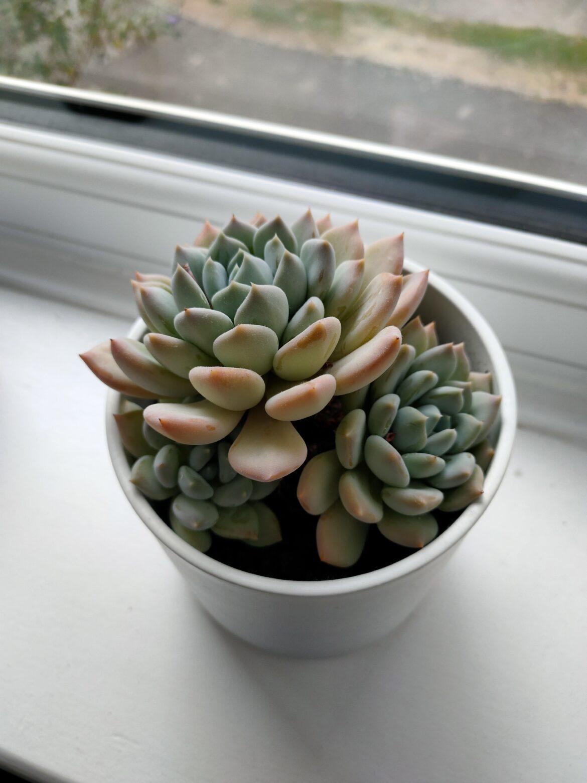 My lovely echeveria and it's two growing pups