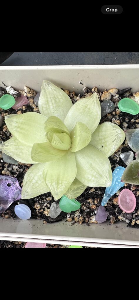 Is this good? Is this good?