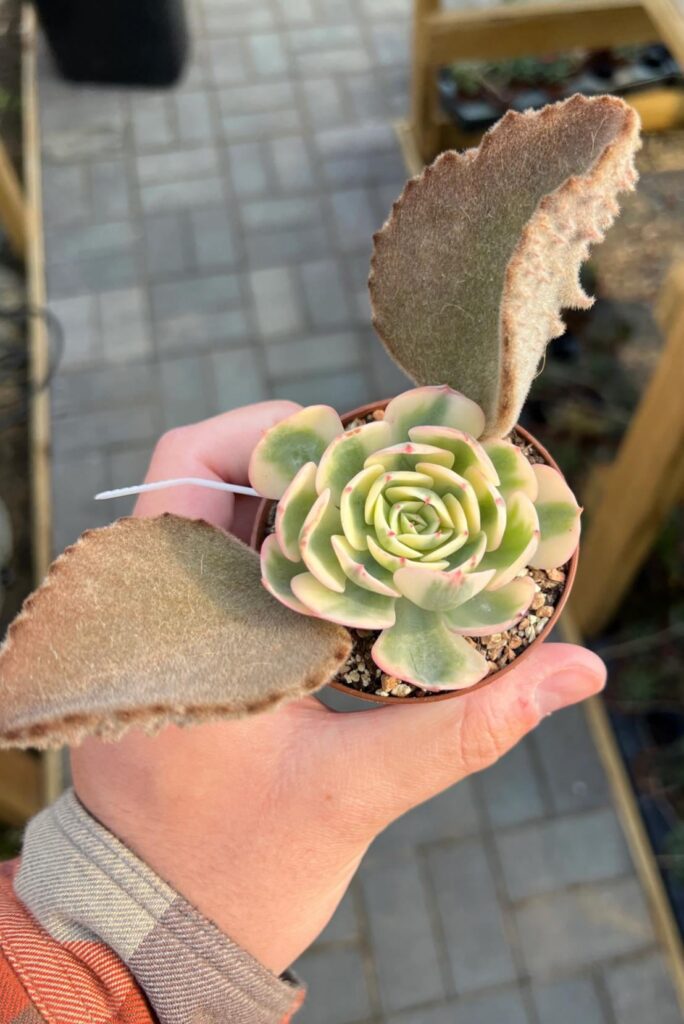 Echeveria grafted to kalanchoe?