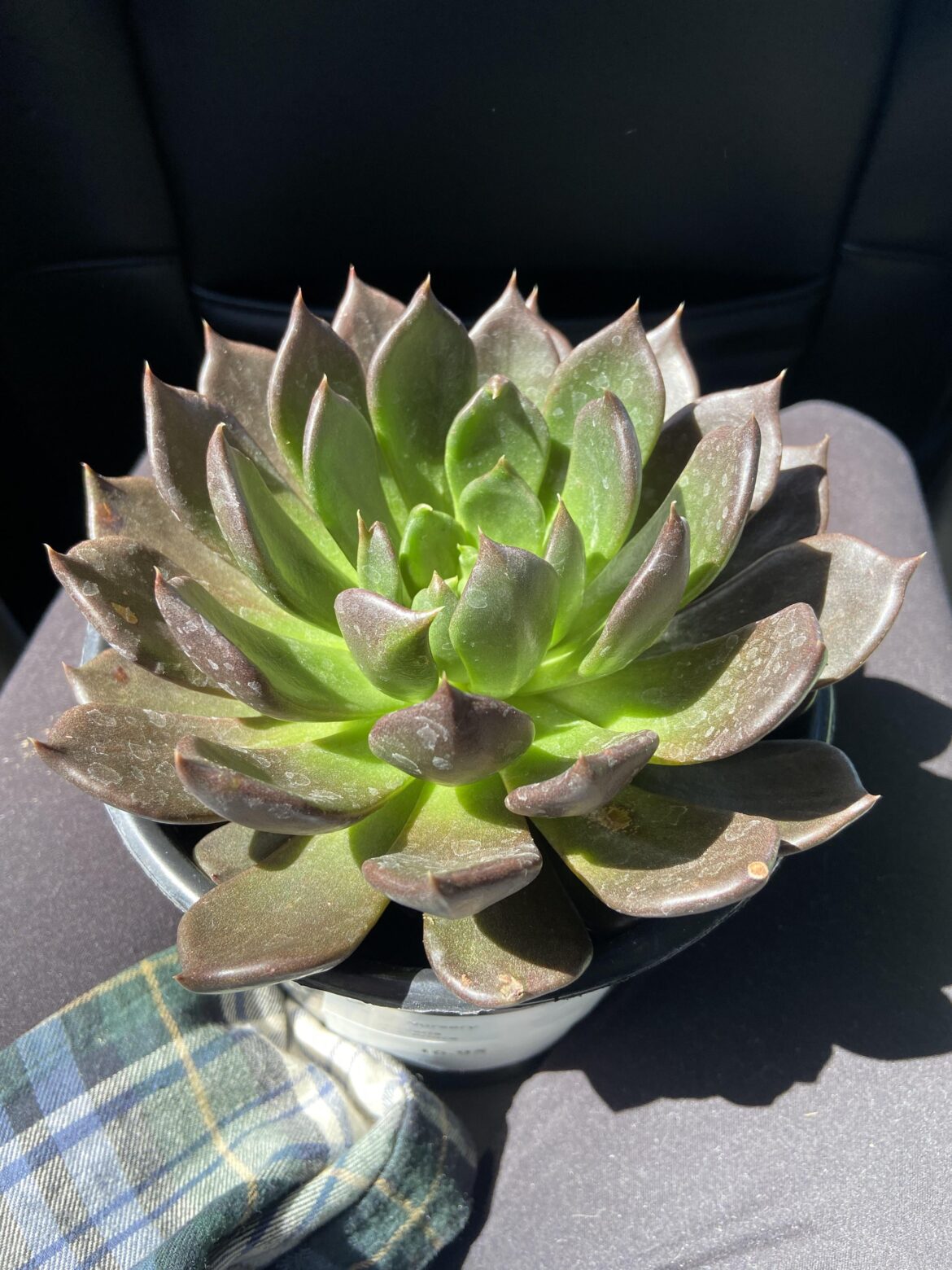 Black echeveria susceptibility to root rot ? Black echeveria susceptibility to root rot ?