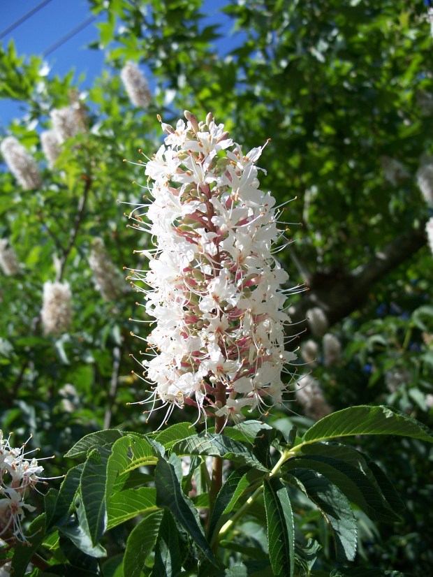California buckeye or California horse-chestnut (Aesculus californica). This large shrub...