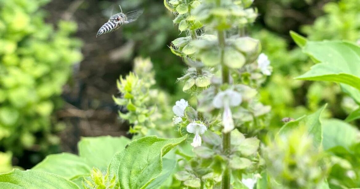Check out New Orleans home and garden events | Home/Garden Check out New Orleans home and garden events | Home/Garden
