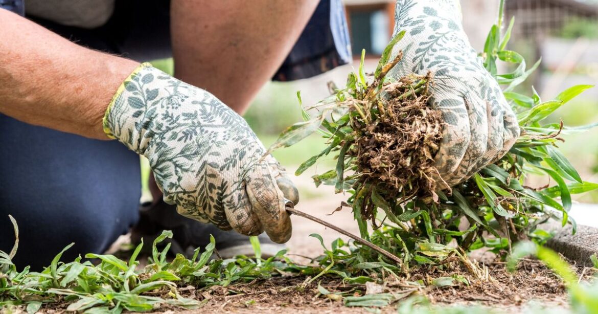 Banish weeds for good with a ‘killer liquid’ straight from the kitchen Banish weeds for good with a 'killer liquid' straight from the kitchen