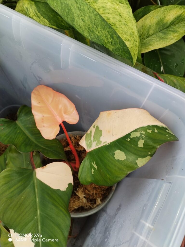 Proud owner of natural mutation Philodendron Dark Lord Variegated!!! Origin:Proudly from Mindanao, Philippines!!!
