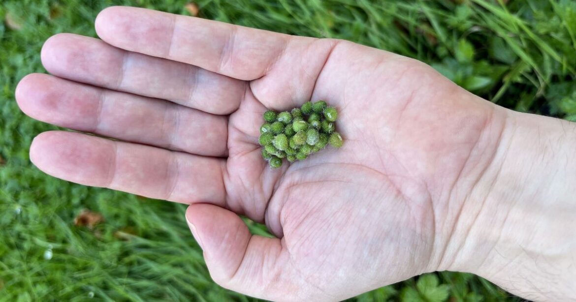 Five weeds growing in your garden you can eat if WW3 breaks out