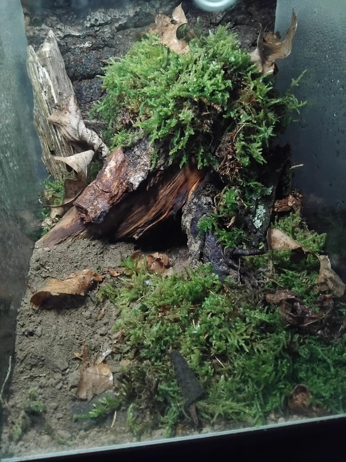 My first small vivarium.