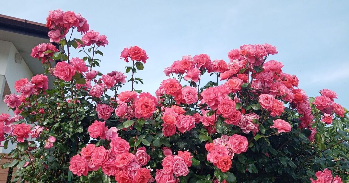 Roses ‘will flower in bursts’ if you do 1 gardening task Roses 'will flower in bursts' if you do 1 gardening task