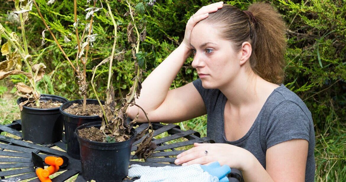 Warning as leaving plants in this part of the garden could 'ruin' them