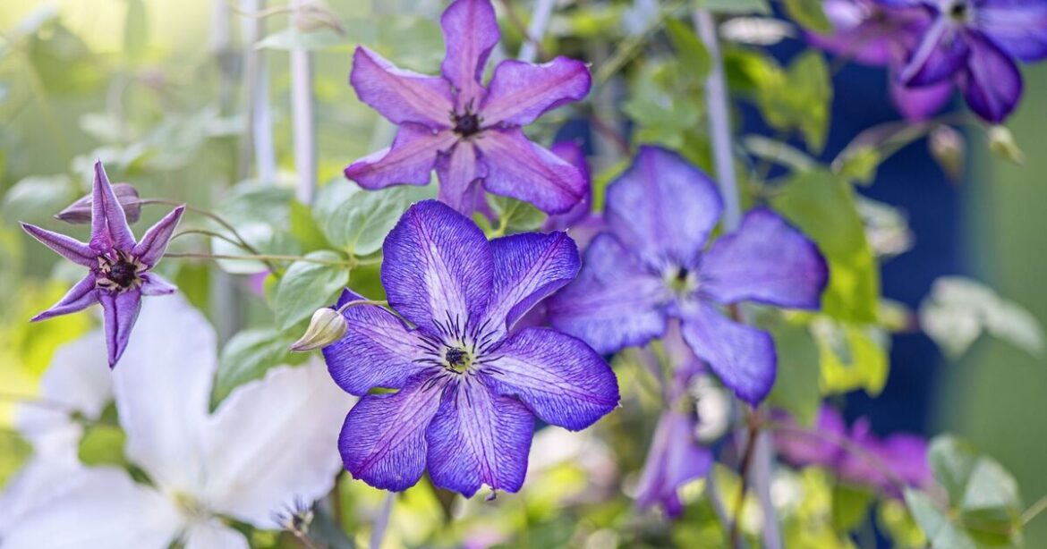Monty Don urges gardeners to do one major thing for blooming clematis Monty Don urges gardeners to do one major thing for blooming clematis