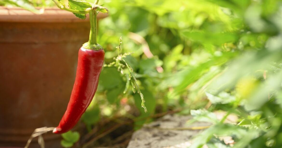 Gardeners urged to put pepper in their gardens Gardeners urged to put pepper in their gardens