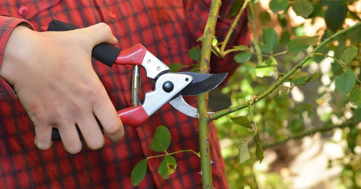 Plants to prune in June for a ‘dazzling’ display and repeat flowering all summer long Plants to prune in June for a ‘dazzling’ display and repeat flowering all summer long