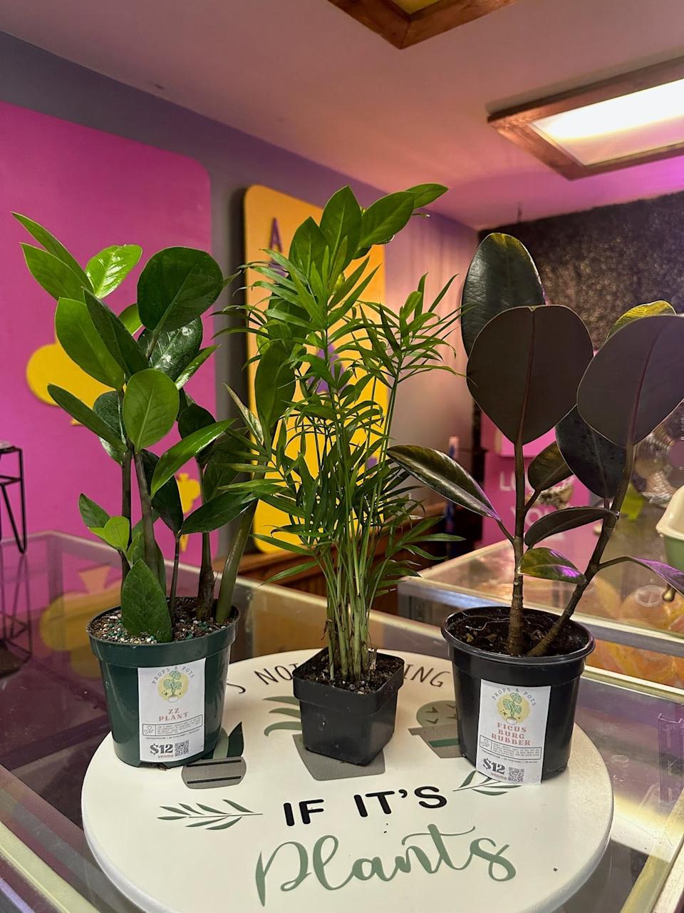 Jordan Belton, owner of Props and Pots, says some plants can be used both indoors and outdoors during the summer.
