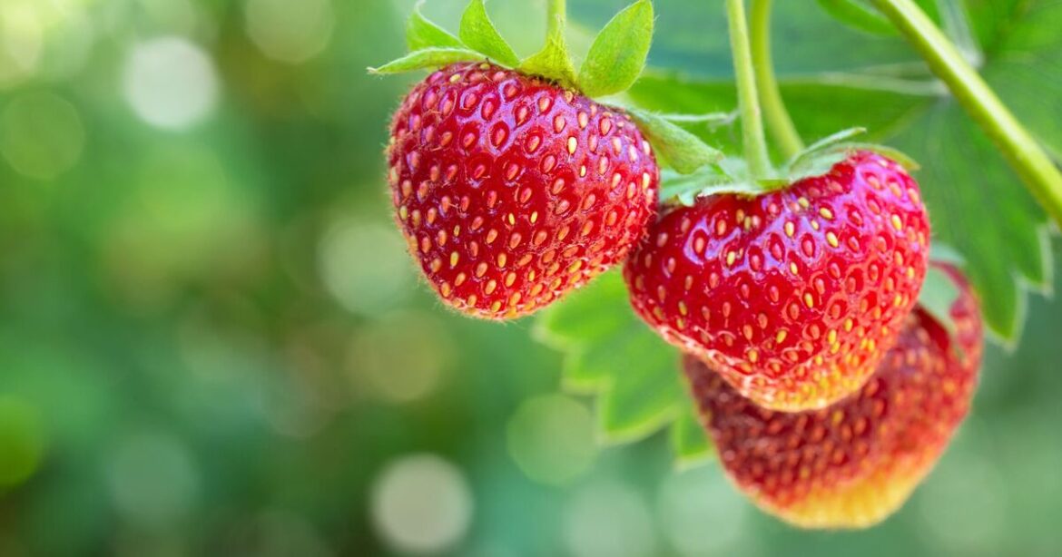 How to grow strawberries in June for 'guaranteed' summer fruit